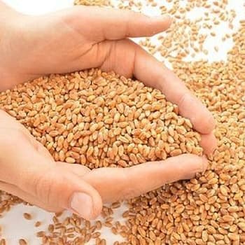 A Grade Wheat Grain