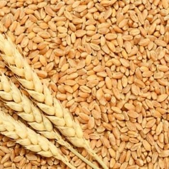 Hybrid Wheat Grain