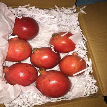 Fresh Pomegranate